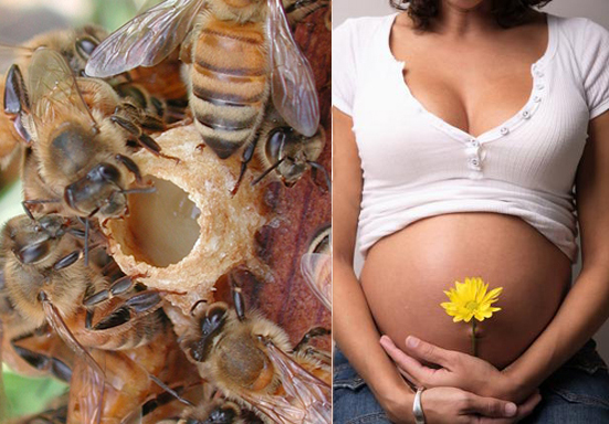 Пчелиное маточное молочко польза для беременных